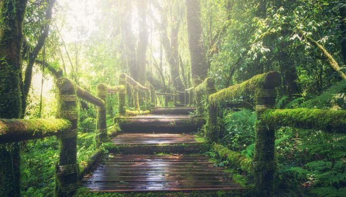Landscape Forest Trees 4K Nature Wallpaper