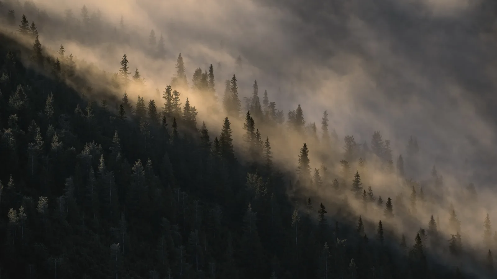 Landscape Trees 4K Nature Wallpaper