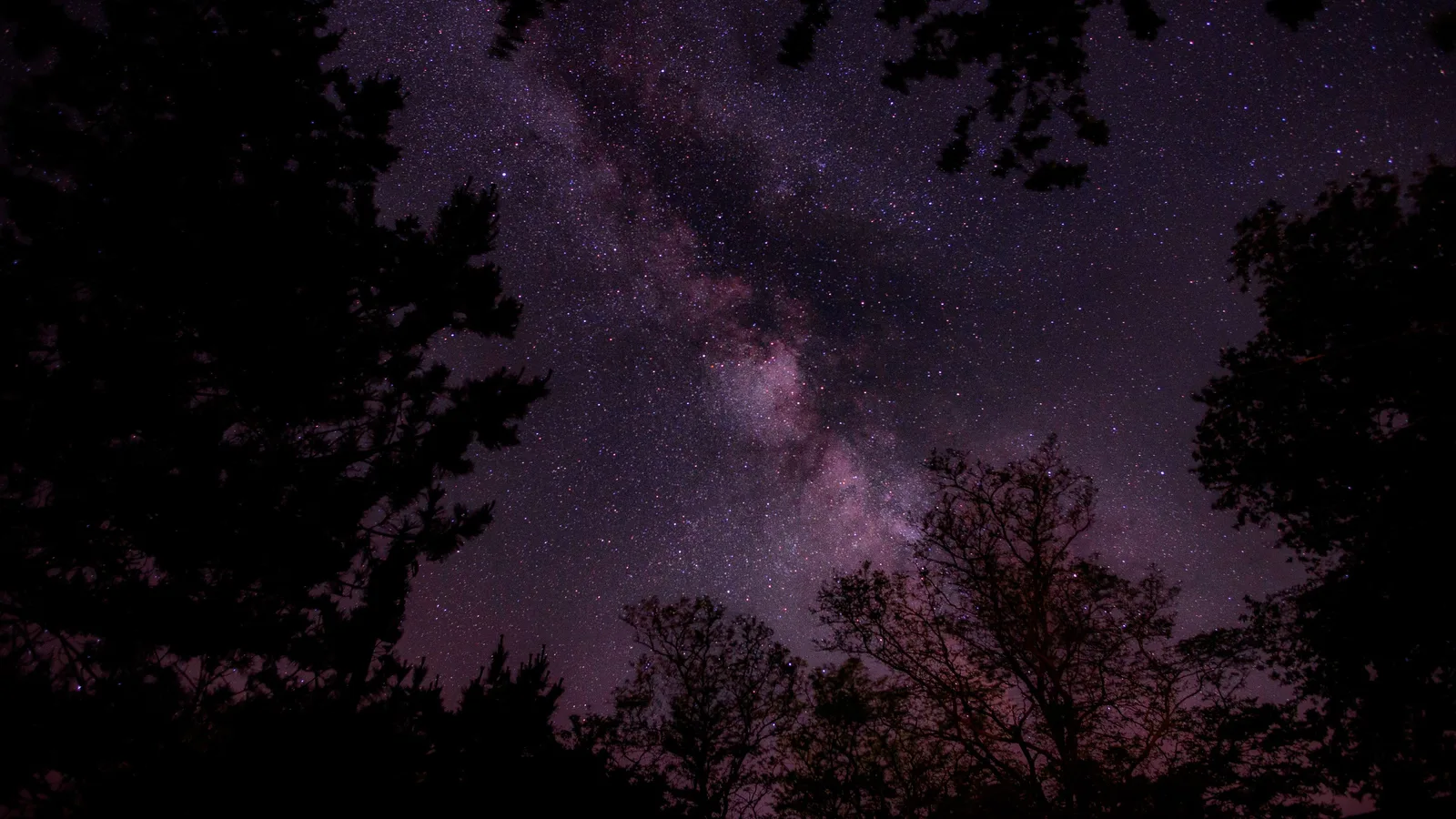 Night Trees 4K Nature Wallpaper