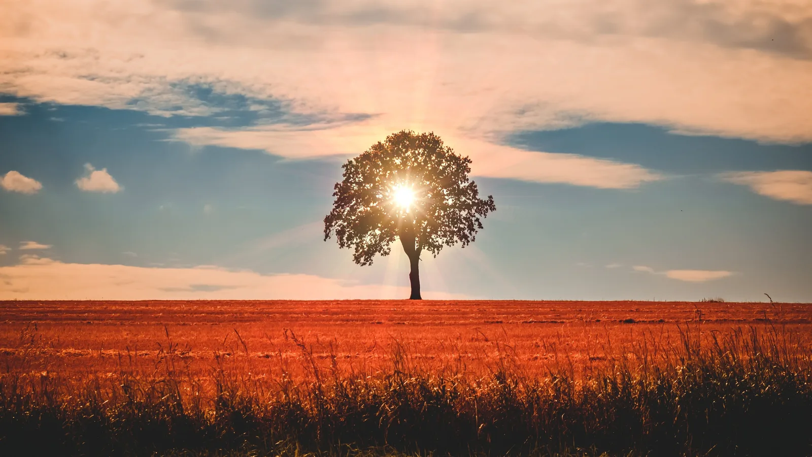 Sunset Trees Fields 4K Nature Wallpaper